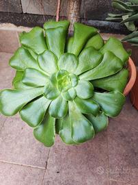 Pianta Di Aeonium SENZA VASO