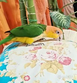 Pappagallo. Caicco. Testa gialla
