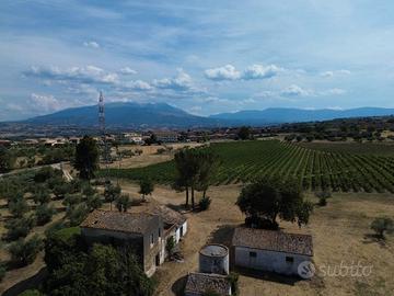 Casale - fattoria - con uliveti