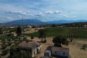 Casale - fattoria - con uliveti