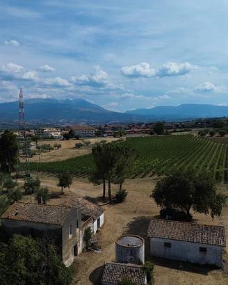 Casale - fattoria - con uliveti
