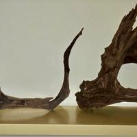 Legni per acquario 3 pezzi