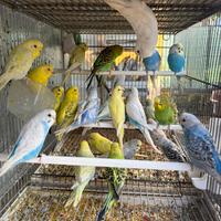 Cocorite pappagalli mix mutazioni