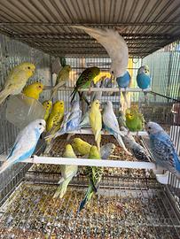 Cocorite pappagalli mix mutazioni