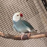 Pulli parrocchetto dal collare