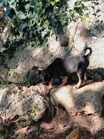dolcissime cucciole