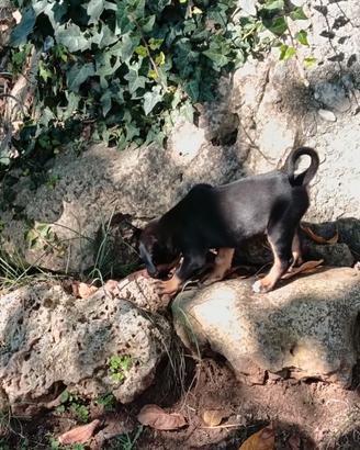dolcissime cucciole