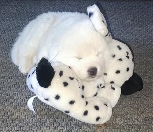 Cuccioli di Pastore Maremmano Abruzzese