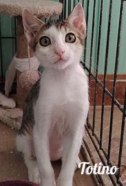Totino gattino 2 mesi