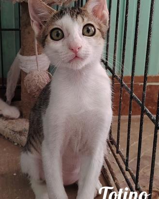 Totino gattino 2 mesi