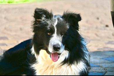 Border Collie