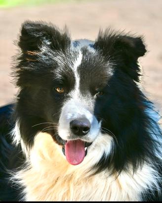 Border Collie