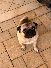 Carlino maschio per accoppiamento 3 anni e mezzo