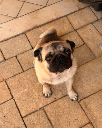 Carlino maschio per accoppiamento 3 anni e mezzo