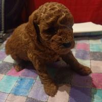 Cuccioli di barboncino Red