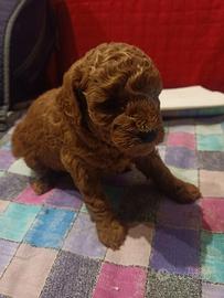 Cuccioli di barboncino Red