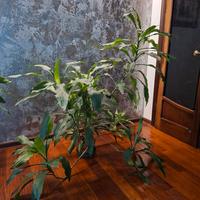 pianta dracaena