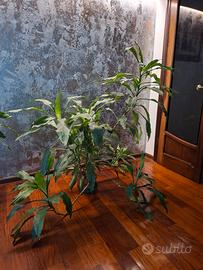 pianta dracaena