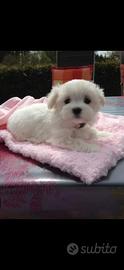 Maltese
