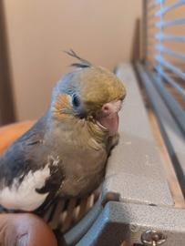 Calopsitta ancestrale allevato a mano di 1 mese