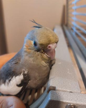 Calopsitta ancestrale allevato a mano di 1 mese