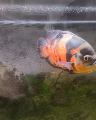 Grossi ciclidi americani