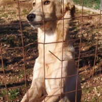 Speck meno di 2anni dal recinto al box.CALABRIA