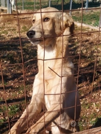 Speck meno di 2anni dal recinto al box.CALABRIA
