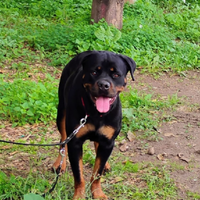 Rottweiler un anno e mezzo con pedigree