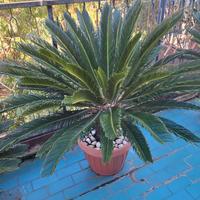 Cycas Revoluta adulta