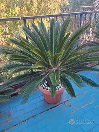 Cycas Revoluta adulta