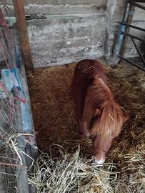 Cavallo pony