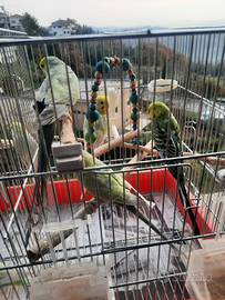 Cocorite inglese parrocchetti dal collare