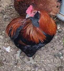 Gallo araucana