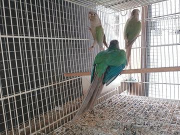 Coppia e femmina di pyrrhura