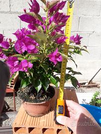 Bonsai di bouganville ( due pezzi )