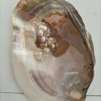 Conchiglia ornamentale