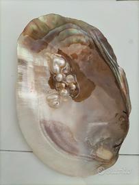 Conchiglia ornamentale