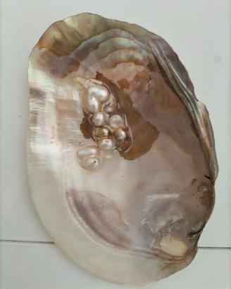 Conchiglia ornamentale
