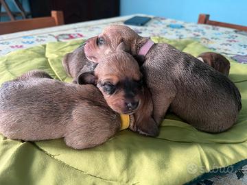 Cucciolo segugio dell'Appennino