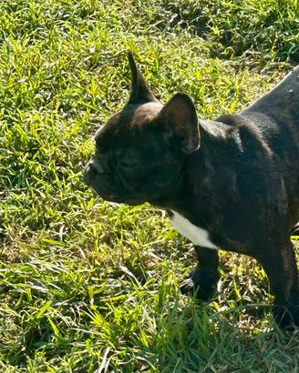 Cuccioli di bulldog francese pedigree Enci