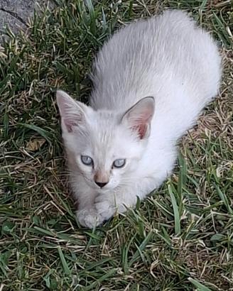 Simpatica gattina