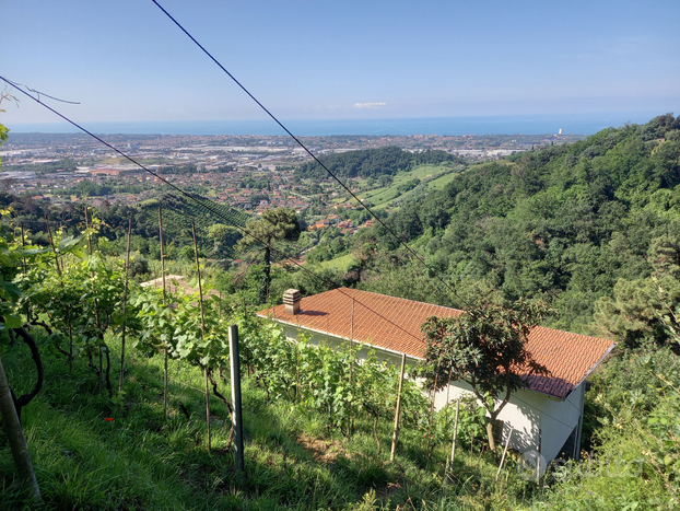 Casa vigneto oliveto frutteto