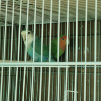 Coppie di inseparabili