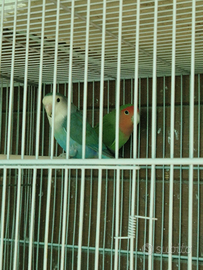 Coppie di inseparabili