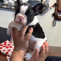 Cuccioli Bouledogue francese alta genealogia