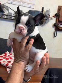 Cuccioli Bouledogue francese alta genealogia
