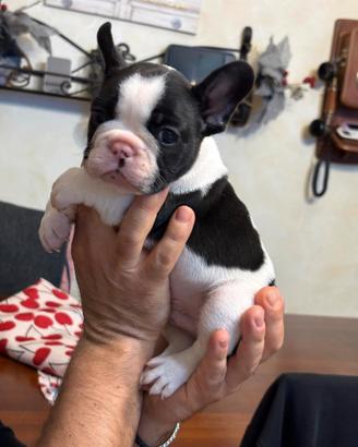 Cuccioli Bouledogue francese alta genealogia