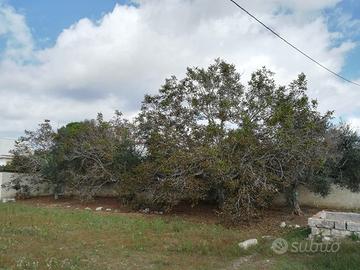 Suolo edificabile mq 190 a Cannole (LE)