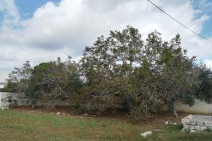 Suolo edificabile mq 190 a Cannole (LE)